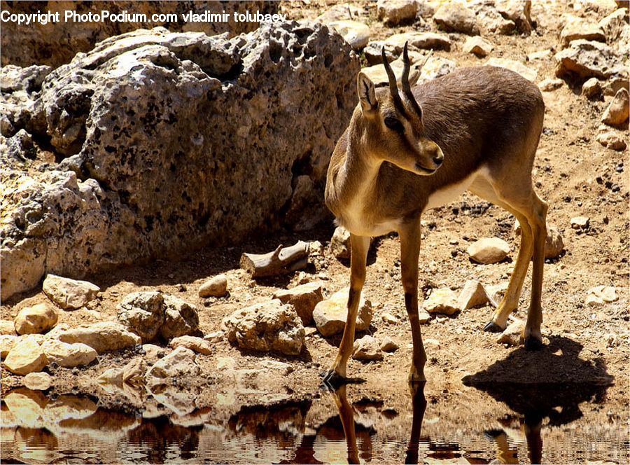 Animal, Gazelle, Impala, Mammal, Wildlife