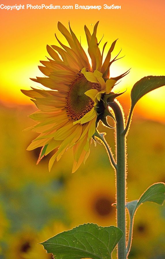 Blossom, Flora, Flower, Plant, Sunflower, Acanthaceae, Annonaceae