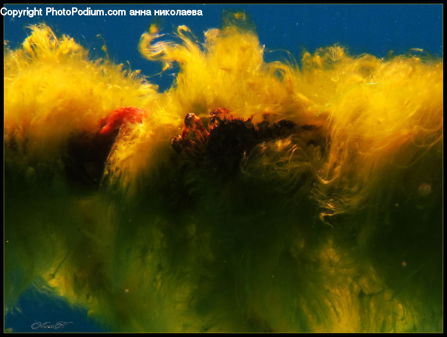 Algae, Fire, Flame, Art, Coral Reef, Outdoors, Reef