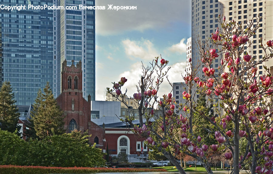 Blossom, Flora, Flower, Plant, Building, Housing, City