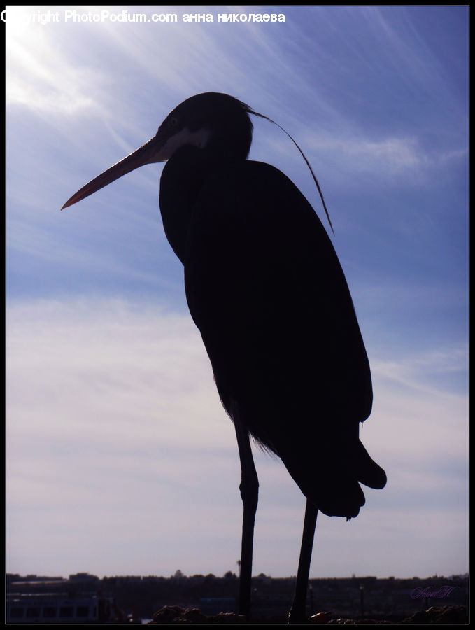 Bird, Blackbird, Crow, Beak, Silhouette