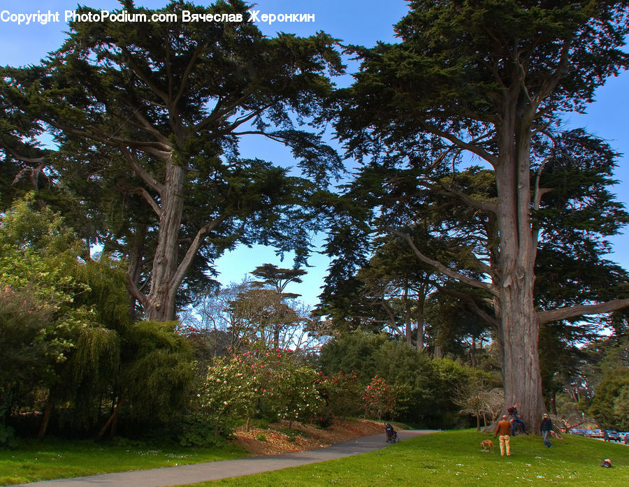 Conifer, Fir, Plant, Tree, Oak, Wood, Vegetation