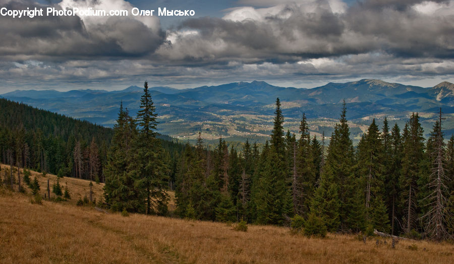 Conifer, Fir, Plant, Tree, Crest, Mountain, Mountain Range