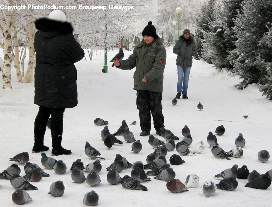 Human, People, Person, Bird, Pigeon, Birch, Tree