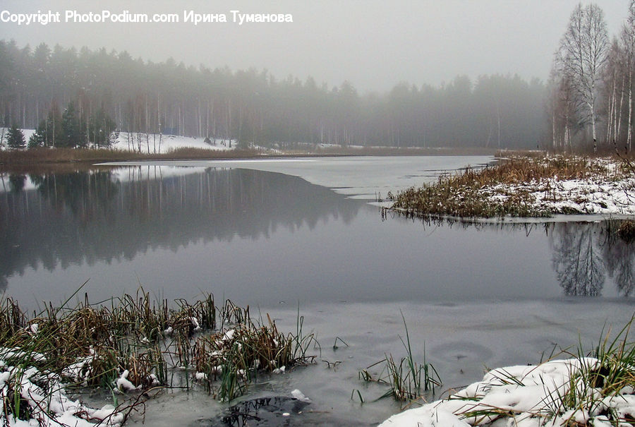 Land, Marsh, Outdoors, Swamp, Water, Pond, Animal