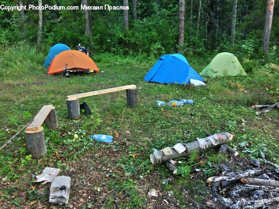 Camping, Mountain Tent, Tent, Iguana, Lizard, Reptile, Rubble