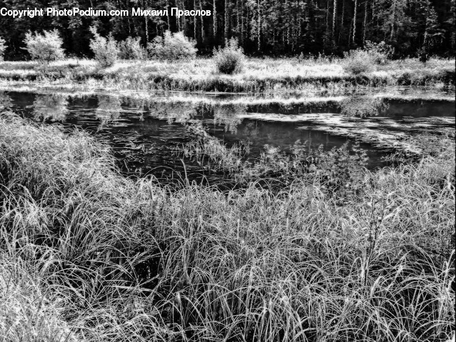 Frost, Ice, Outdoors, Snow, Land, Marsh, Swamp