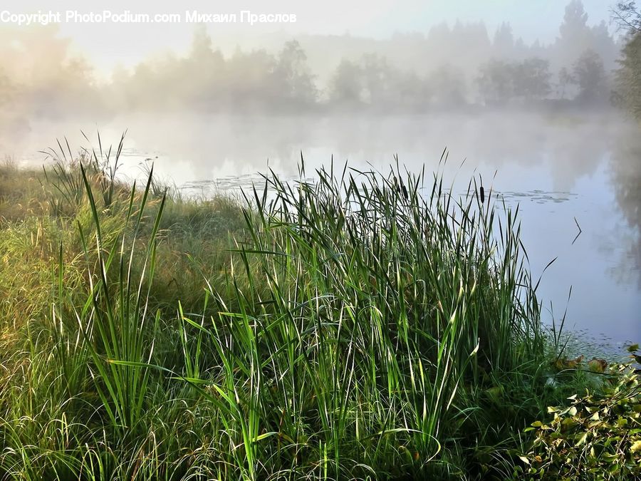 Field, Grass, Grassland, Plant, Reed, Blossom, Flora