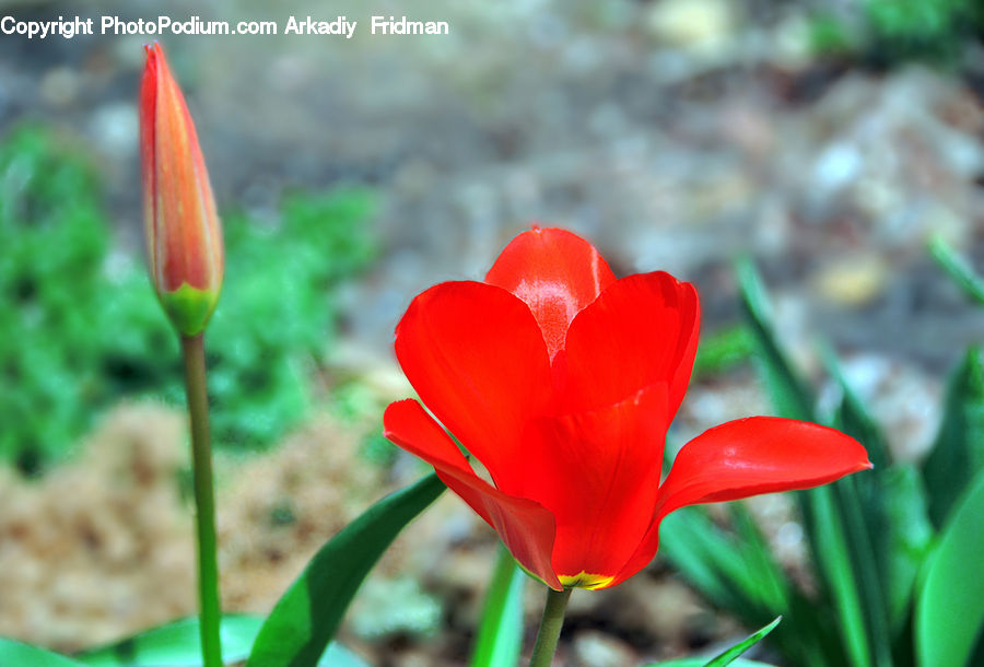 Blossom, Flora, Flower, Plant, Tulip, Crocus, Bud