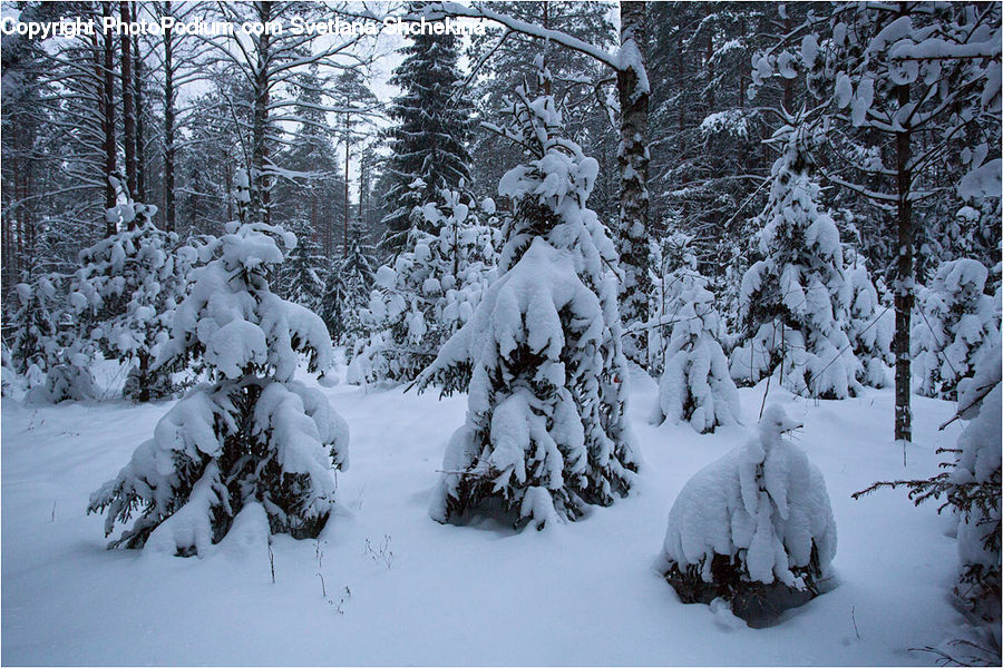 Conifer, Fir, Pine, Spruce, Wood, Plant, Tree