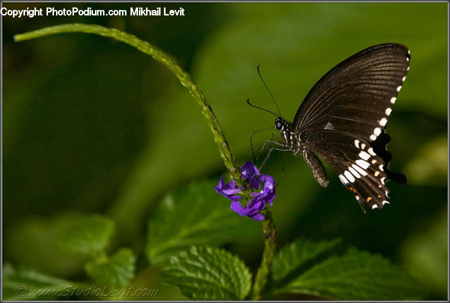 Butterfly, Insect, Invertebrate, Blossom, Flora, Flower, Plant