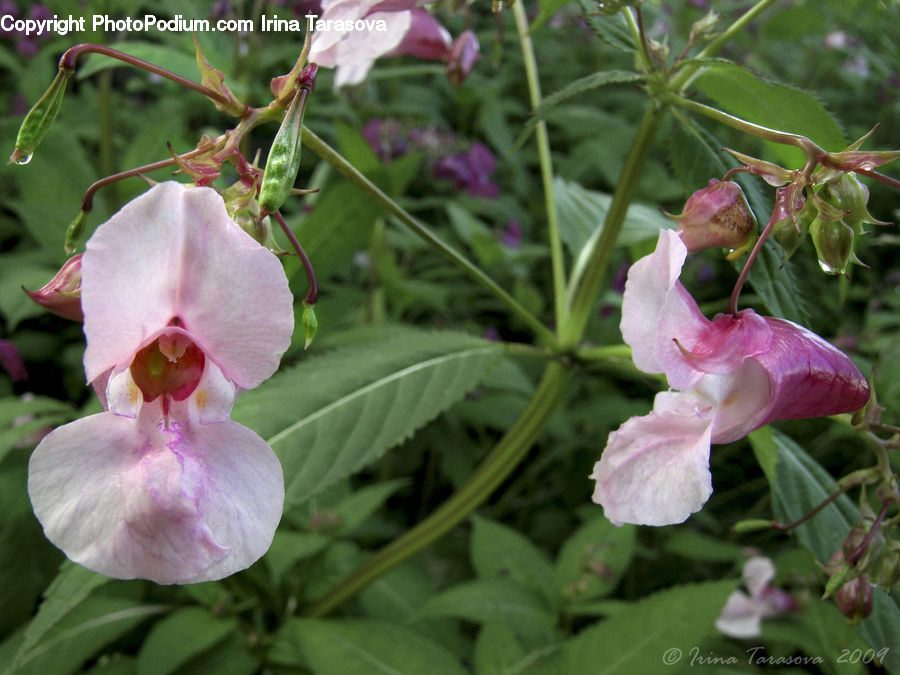 Blossom, Flora, Flower, Orchid, Plant, Petal, Geranium