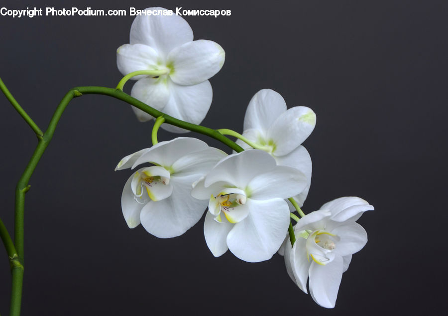 Amaryllis, Flower, Plant, Flora, Gladiolus, Blossom, Lily