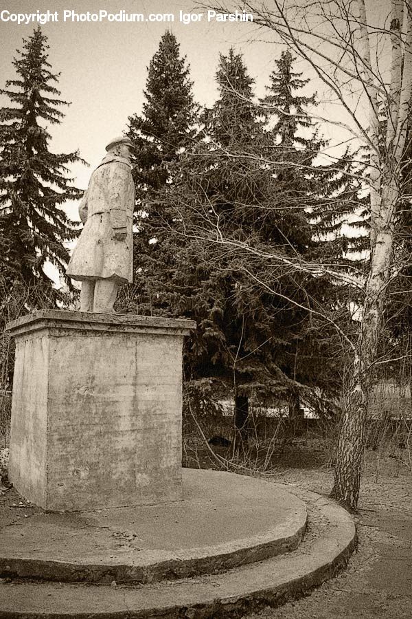 Tomb, Conifer, Fir, Pine, Spruce, Wood, Plant