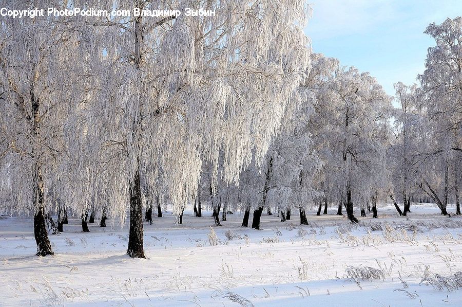 Frost, Ice, Outdoors, Snow, Birch, Tree, Wood