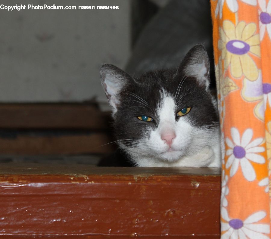 Animal, Cat, Kitten, Mammal, Pet, Manx, Home Decor