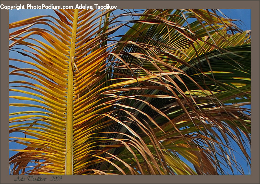 Palm Tree, Plant, Tree, Arecaceae, Building, Housing, Conifer