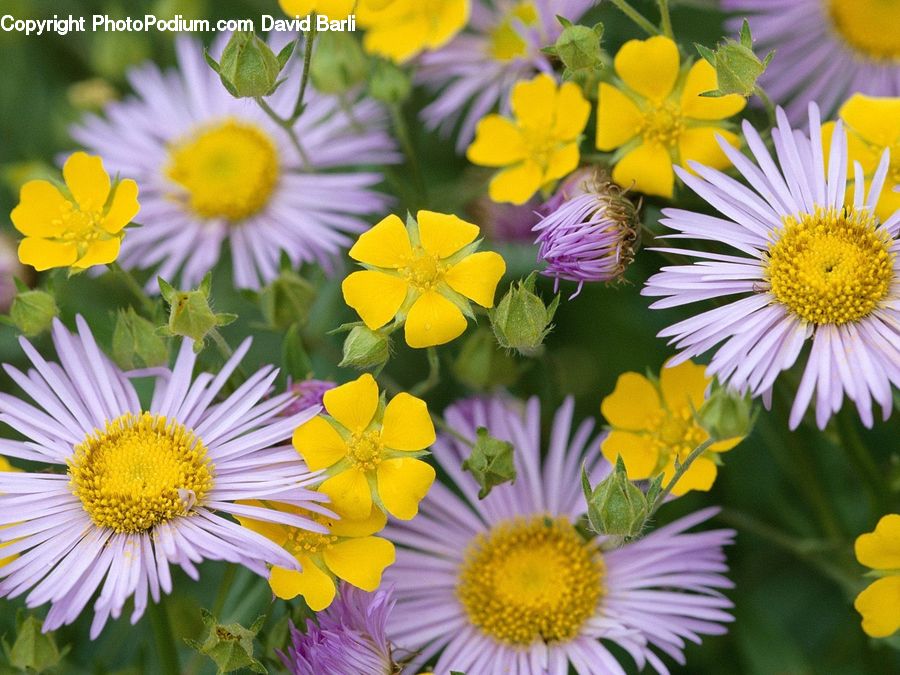 Daisies, Daisy, Flower, Plant, Aster, Blossom, Asteraceae