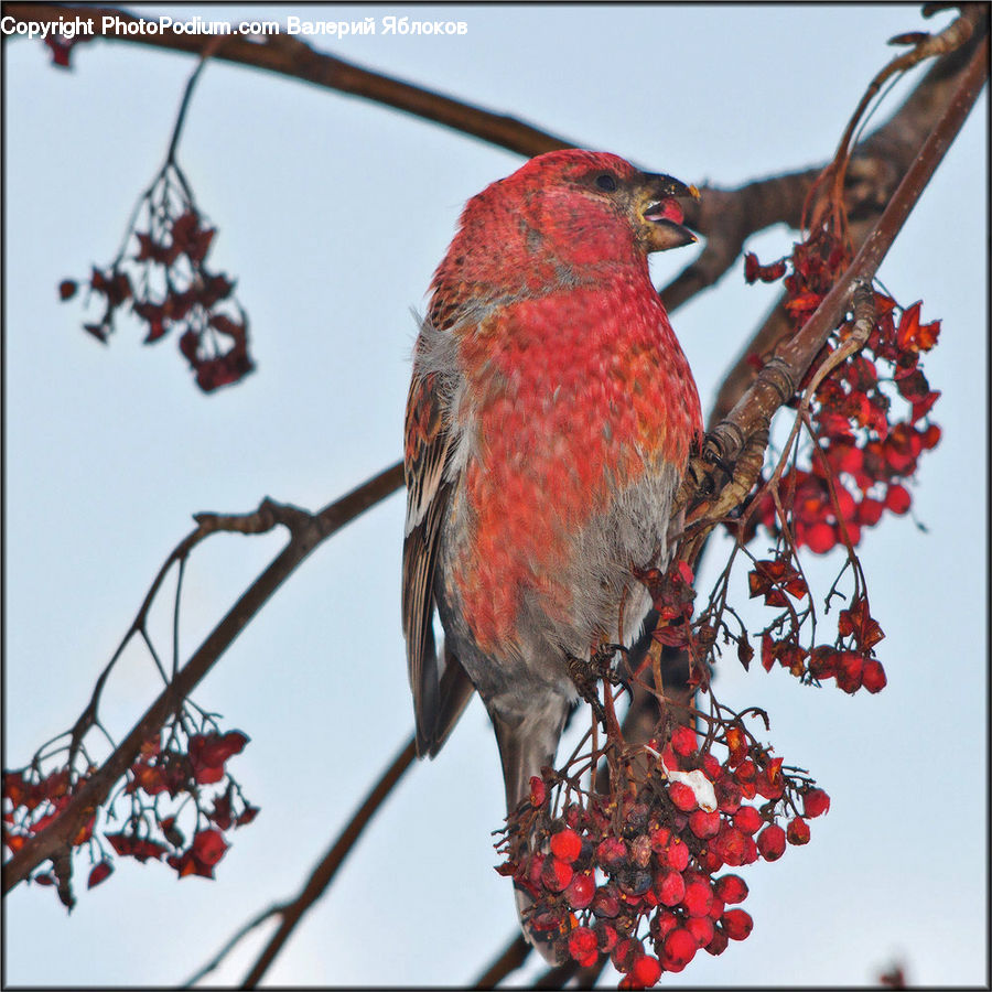 Bird, Bishop, Cardinal, Finch, Priest, Jewelry, Necklace