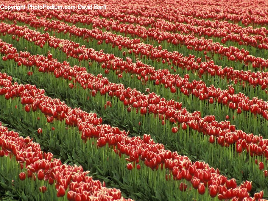 Blossom, Flora, Flower, Plant, Tulip, Conifer, Tree