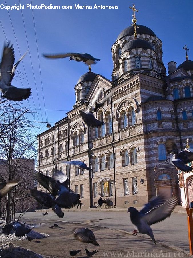 Architecture, Cathedral, Church, Worship, Bird, Pigeon, Blackbird