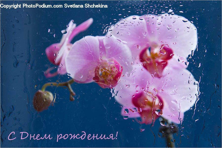 Blossom, Flora, Flower, Plant, Confetti, Paper, Water
