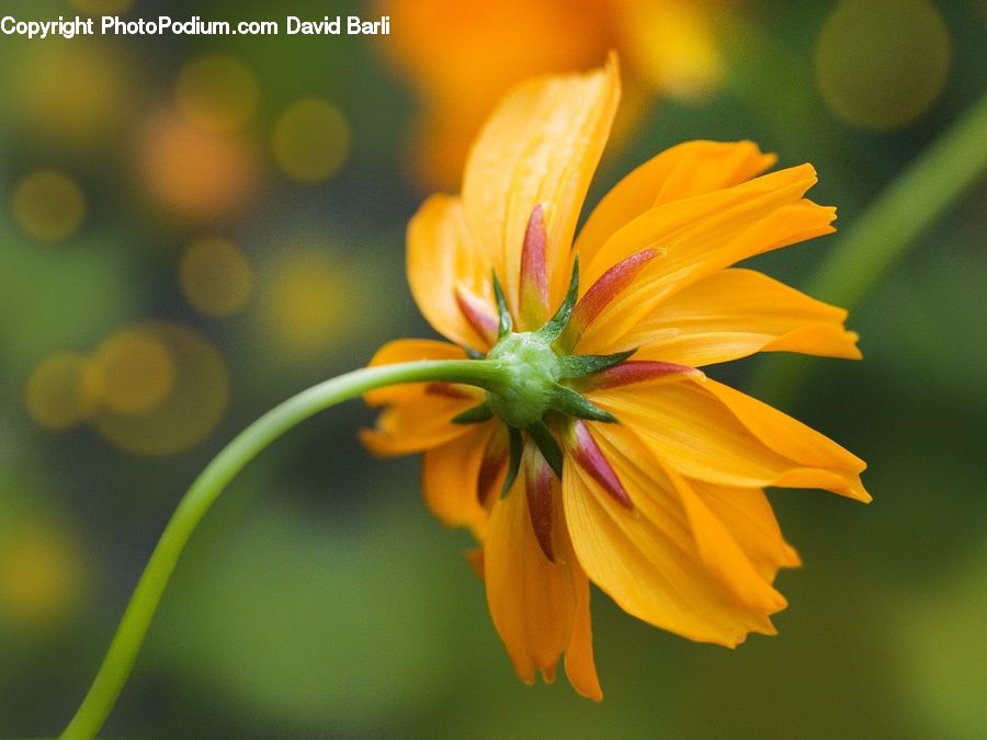 Flora, Flower, Lily, Plant, Cosmos, Blossom, Daisies