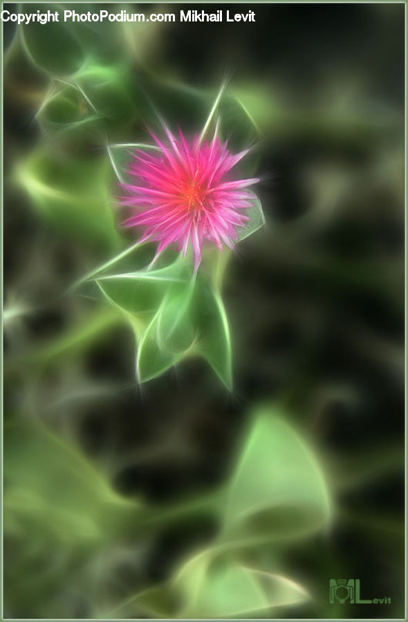 Plant, Blossom, Flora, Flower, Geranium, Dahlia
