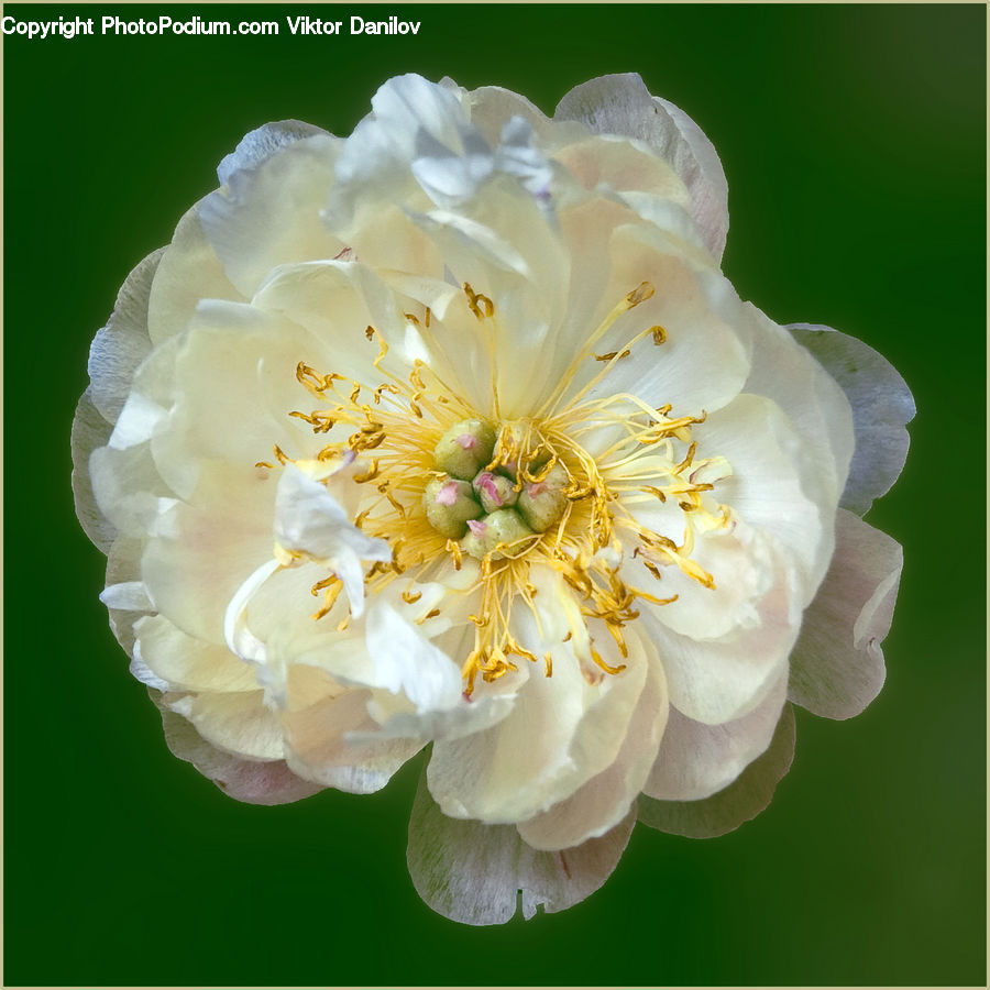 Blossom, Flora, Flower, Plant, Cherry Blossom, Peony, Dahlia