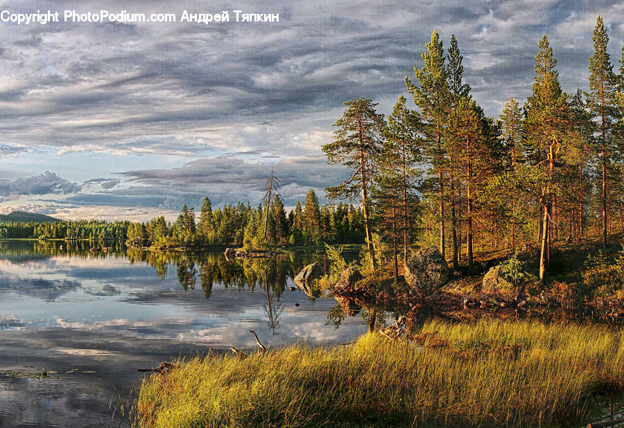Conifer, Larch, Tree, Wood, Fir, Plant, Forest