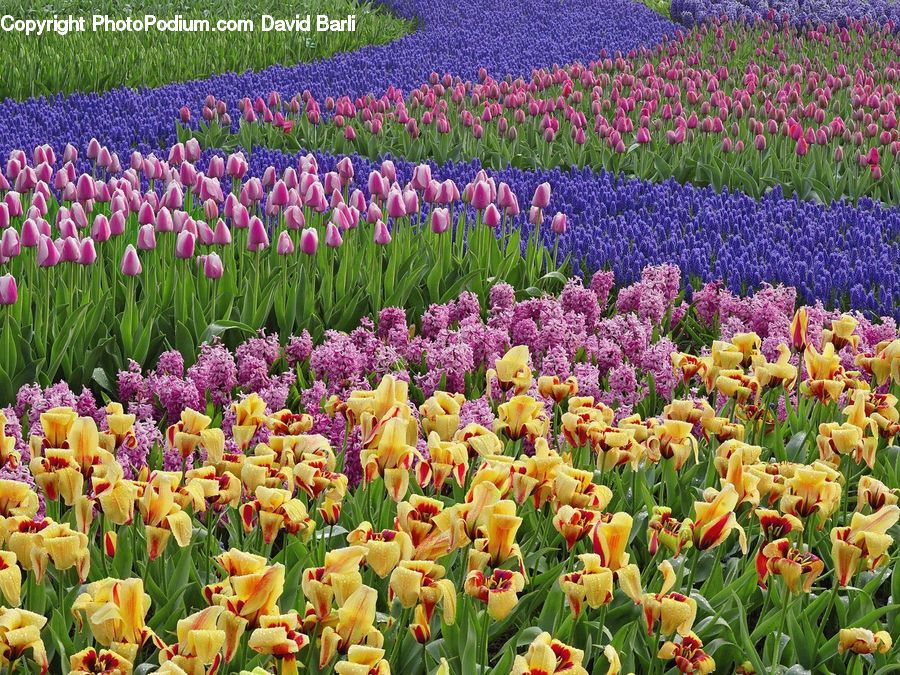 Blossom, Flora, Flower, Plant, Tulip, Iris, Crocus