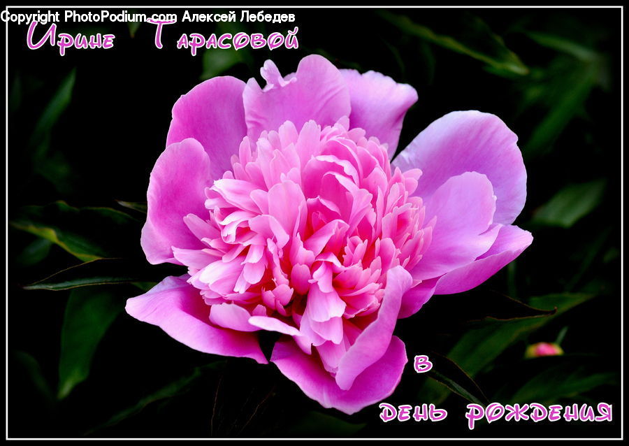 Blossom, Flower, Peony, Plant, Carnation, Flora, Geranium