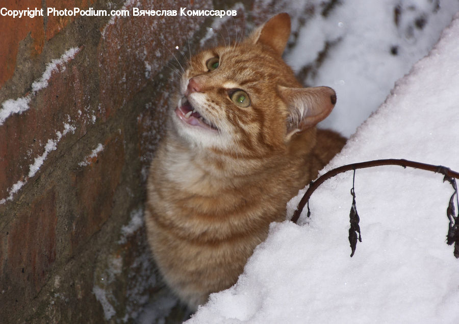 Animal, Leopard, Lynx, Wildlife, Cat, Mammal, Pet