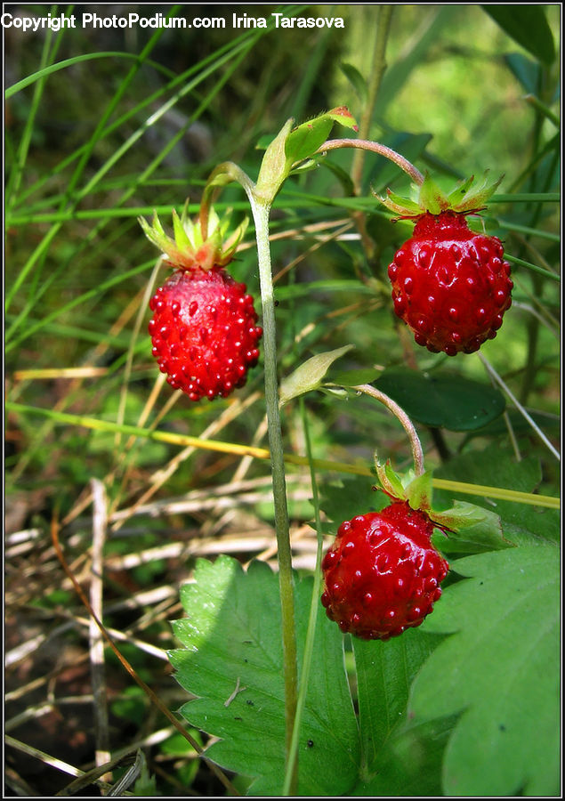 Fruit, Raspberry, Strawberry, Plant, Blossom, Flora, Flower