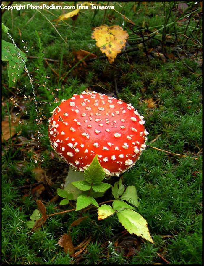 Agaric, Amanita, Fungus, Mushroom, Plant, Moss, Potted Plant