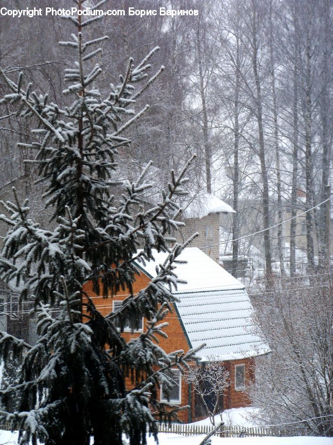 Blizzard, Outdoors, Snow, Weather, Winter, Ice, Conifer
