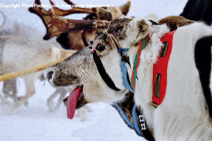 Dogsled, Sled
