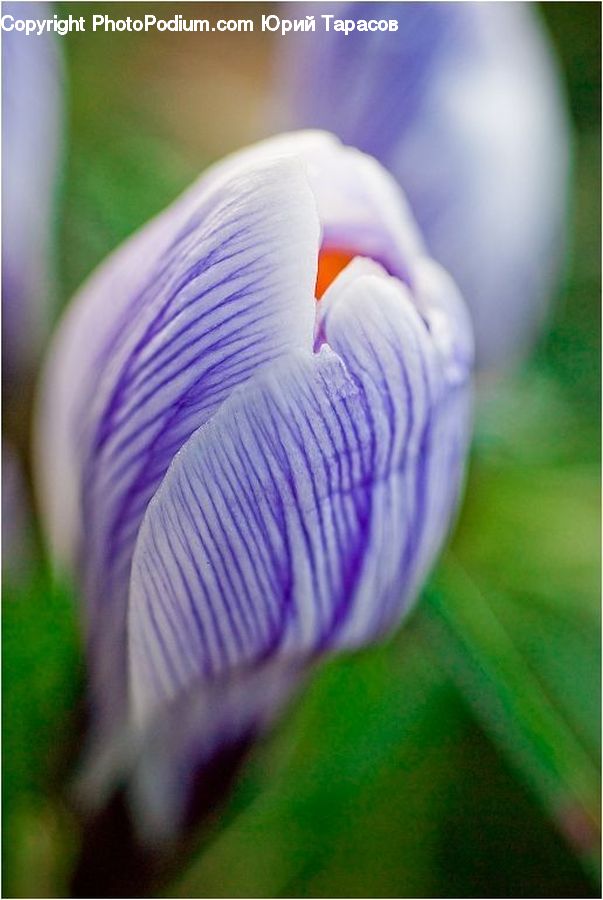 Blossom, Crocus, Flora, Flower, Plant, Lilac