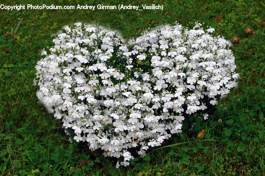 Blossom, Flora, Flower, Plant, Bush, Vegetation, Asteraceae
