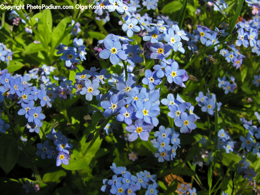Fiber, Flax, Flora, Flower, Plant, Blossom, Aster