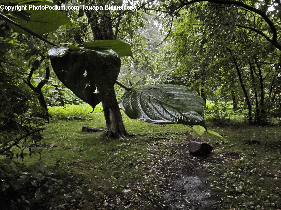 Oak, Tree, Wood, Forest, Jungle, Rainforest, Vegetation