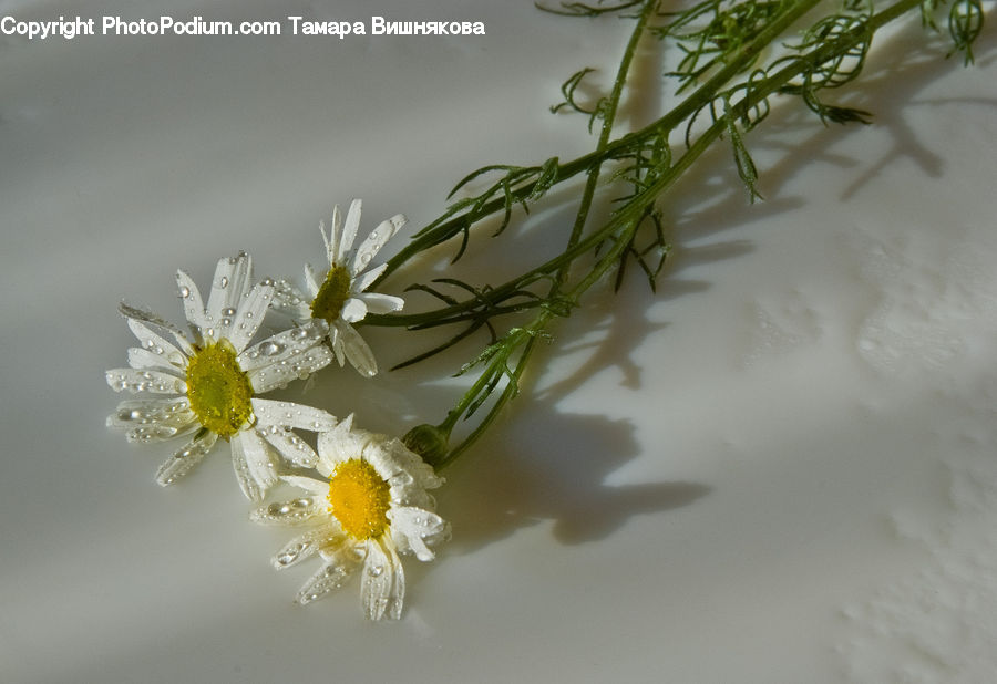 Asteraceae, Blossom, Flora, Flower, Plant, Daisies, Daisy