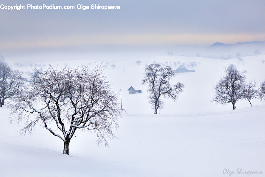 Plant, Tree, Landscape, Nature, Scenery, Outdoors, Plateau