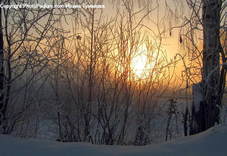 Plant, Tree, Ice, Outdoors, Snow, Dawn, Dusk