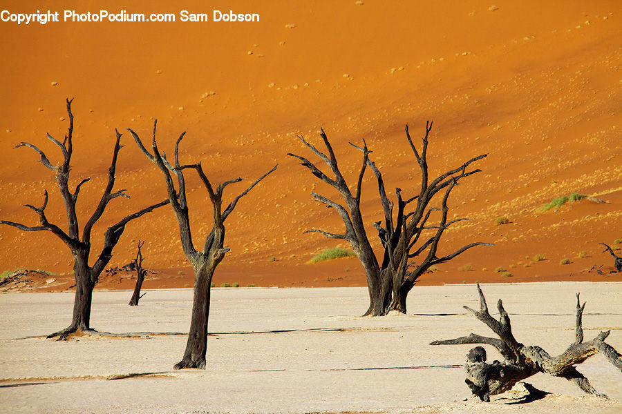 Desert, Outdoors, Bird, Crane Bird, Heron, Plant, Tree