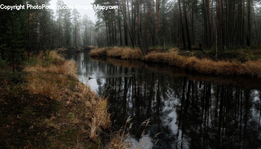 Land, Marsh, Outdoors, Swamp, Water, Forest, Vegetation