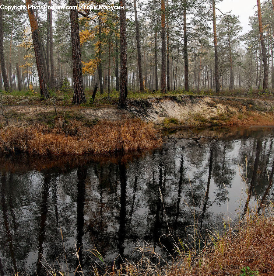 Land, Marsh, Outdoors, Swamp, Water, Forest, Vegetation