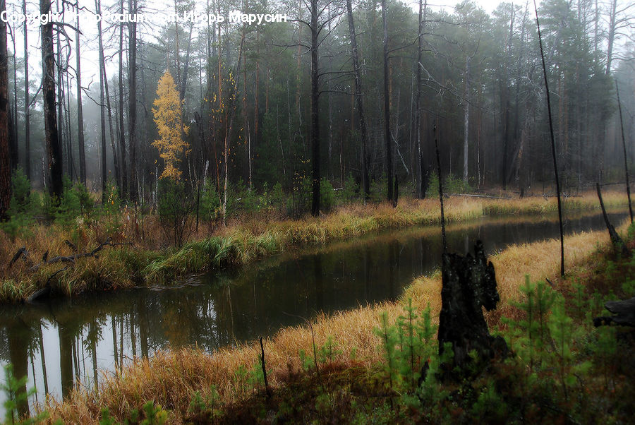 Tree Stump, Land, Marsh, Outdoors, Swamp, Water, Bush