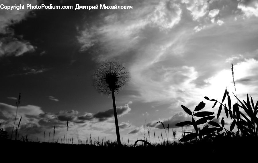 Silhouette, Grass, Plant, Reed, Outdoors, Sky, Azure Sky
