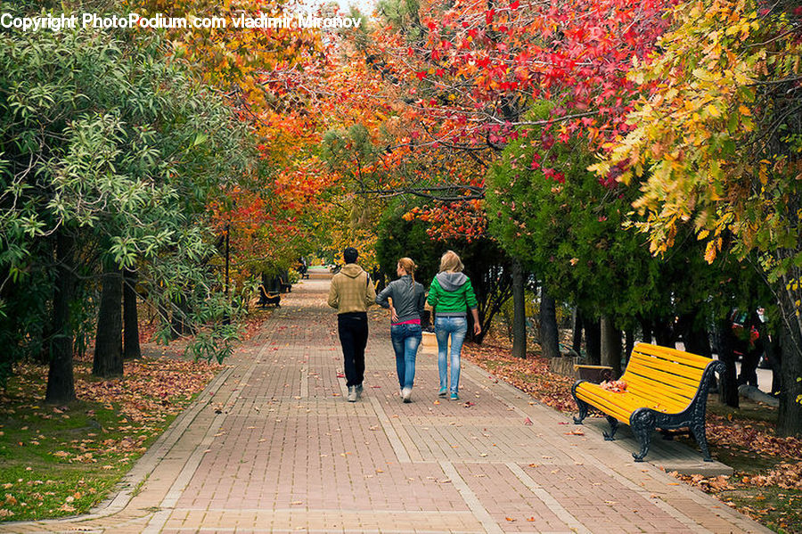 Bench, Boardwalk, Deck, Path, Sidewalk, Walkway, Plant